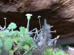 Felicia cymbalariae