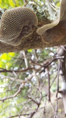 Hexagonia tenuis