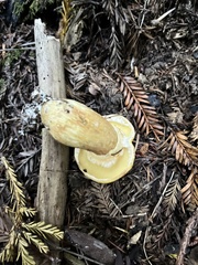 Suillus caerulescens