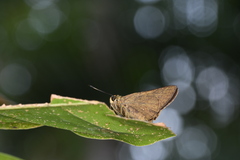 Polytremis lubricans