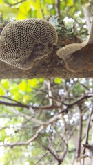 Hexagonia tenuis
