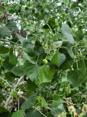 Pemphigus populicaulis