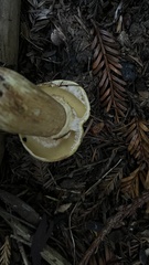 Suillus caerulescens