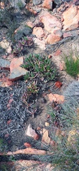 Carpobrotus mellei