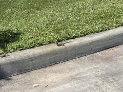 Agama picticauda