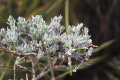 Amphithalea violacea