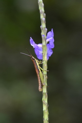 Neorthacris
