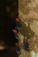 Kalidasa lanata