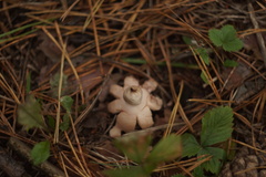 Geastrum rufescens