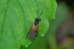 Athalia bicolor