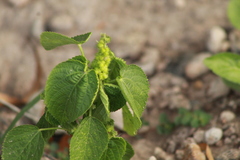 Acalypha ostryifolia