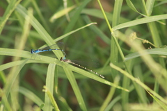 Enallagma praevarum