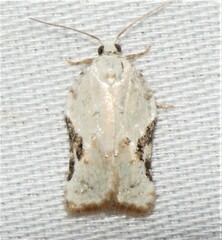 Acleris subnivana