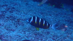 Diplodus fasciatus