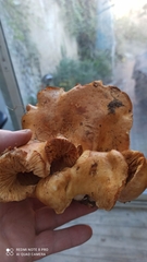 Tapinella panuoides