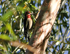 Sphyrapicus ruber × nuchalis