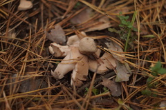 Geastrum rufescens