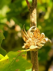 Andricus quercusfrondosus