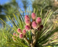 Pinus taeda