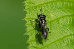 Crossocerus