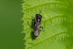 Crossocerus