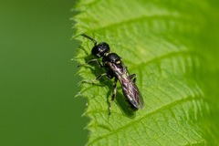 Crossocerus