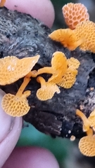 Favolaschia claudopus