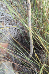 Amphithalea violacea