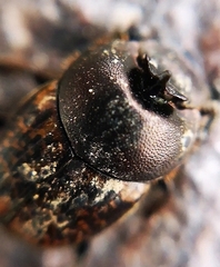 Onthophagus fracticornis