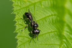 Crossocerus