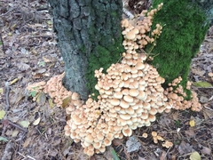 Hypholoma fasciculare