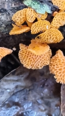 Favolaschia claudopus