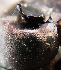 Onthophagus fracticornis