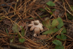 Geastrum rufescens