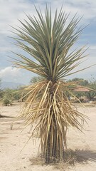 Yucca gigantea
