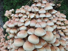 Hypholoma fasciculare