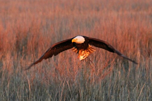 Bald Eagle photographed in Delaware