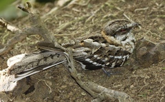 Hydropsalis cayennensis