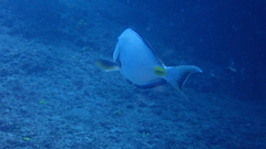 Acanthurus monroviae
