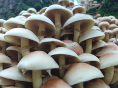 Hypholoma fasciculare
