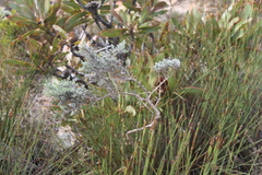 Amphithalea violacea