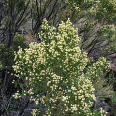 Baccharis sarothroides