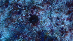 Palythoa grandiflora