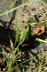 Pelophylax lessonae