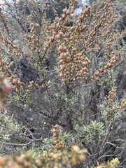 Artemisia californica