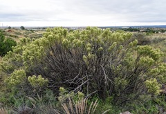 Baccharis sarothroides