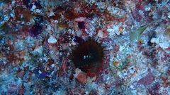 Palythoa grandiflora