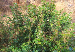 Cuscuta pacifica