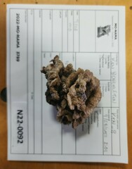 Thelephora americana