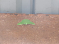 Ornithospila submonstrans